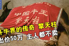 靠一头牛发家致富，有人出价50万都不卖，牛王擎天柱有多金贵！视频封面