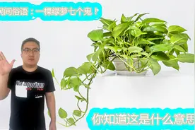 民间俗语：一棵绿萝“7个鬼”，不要怕，此“鬼“非彼“鬼”视频封面