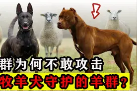 为何狼不敢攻击，有牧羊犬保护的羊群？一群狼还打不过一条狗？视频封面