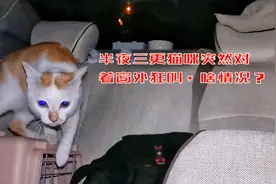 自驾在野外露营，半夜三更猫咪突然对窗外狂叫，啥情况？视频封面