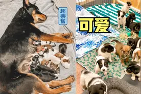 狗妈一窝生下14只小狗, 一个个真可爱, 主人却把狗妈和狗崽送人了视频封面