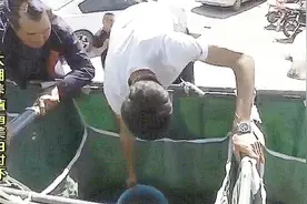 农博士：南美白对虾是海水虾类，如今却出现淡化处理，可淡水养殖视频封面