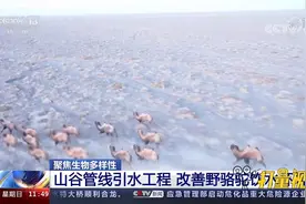 聚焦生物多样性：山谷管线引水工程，改善野骆驼饮水环境视频封面