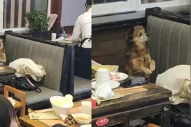 主人带狗狗火锅店就餐，服务员上菜狗子作揖感谢，场面萌翻顾客视频封面