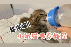 超详细小奶猫喂养经验总结！冲吧奶猫人！视频封面
