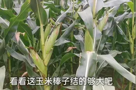 看看这是什么品种的玉米，每一颗玉米都是结两个棒子，特别高产视频封面