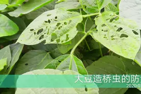 大豆叶片有孔洞和缺刻，是造桥虫造成的危害，要及时地用药剂防治