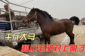 千斤大马和小毛驴对上眼了，饥不择食差点打起来！视频封面