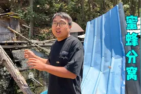 蜜蜂分窝，差点飞进深山老林，冬宝和姑姑使用绝招强留，太壮观了视频封面
