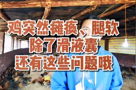 鸡突然瘫痪、腿软、除了滑液囊支原体还有这些问题哦！视频封面