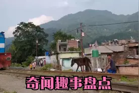 奇闻趣事盘点：牛儿过轨道，怎料火车突然驶来，镜头拍下全程视频封面