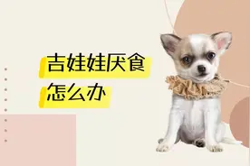 吉娃娃厌食怎么办？这些办法，很有效视频封面