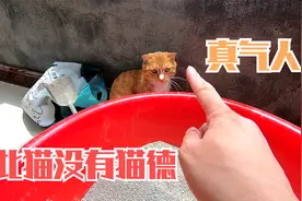 完了！猫丢了一只这可咋办呀！喵：玩一下而已那么紧张干嘛