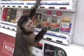 猴子伸手要钱，在自助售卖机买饮料，网友：一看就经常买视频封面