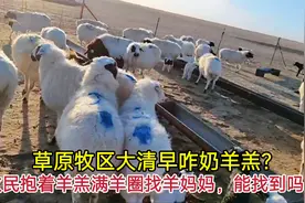 草原牧区大清早咋奶羊羔？牧民抱着羊羔满羊圈找妈妈，能找到吗？视频封面