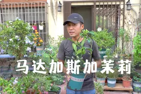 会爬藤的茉莉花，花量大有香味，老外还经常拿来做新娘手捧花视频封面