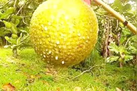 原来童话里的面包树真的存在，简单加工就能吃，味道像面包视频封面