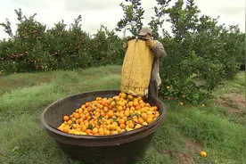 橙子的一生｜现代农业种植收获和加工橙汁视频封面