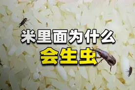 为什么大米里面会生虫？这些虫子从哪来，生虫的米还能不能吃？