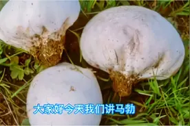 马勃的功效和作用是什么？它是止血良药，还可用于喑哑咽痛肺热视频封面