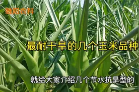 这几个抗旱节水型玉米新品种，最适宜旱地种植，亩产可达3000斤视频封面