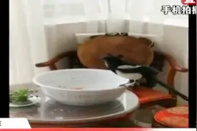 稀奇！窗外有只喜鹊，每天准时来窗外叫，开窗后进屋里玩会儿才走视频封面
