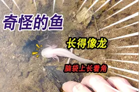 大山里的神秘小河里，发现一条头上长角的奇怪鱼，酷似传说中的龙视频封面