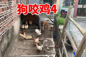 狗咬家禽怎么办？怎么打都还是咬，看十年训犬师如何训练视频封面