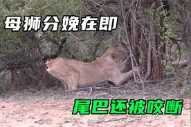 母狮即将分娩，尾巴却不幸被鬣狗咬断，它的处境真悲惨视频封面