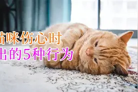猫咪伤心时做出的5种行为