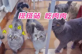 铲屎官给猫咪制作肉干零食，喵主子馋到两眼放光，快给我尝尝！视频封面