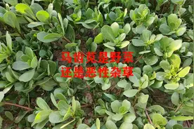 马齿苋究竟是野菜，还是恶性杂草视频封面