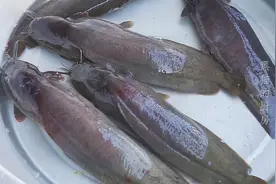 3斤重的鱼和黑豆煲汤，坐月子喝它最滋阴，补血强身，增强免疫力视频封面