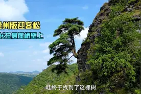 贵州深山里的迎客松，生长在悬崖绝壁上，对比黄山迎客松如何视频封面