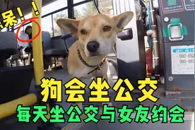 狗狗天生会坐公交车，靠撒娇卖萌付车费，只为每天与女朋友约会！视频封面