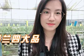 墨兰四大品，第一个品种花色罕见，香味扑鼻还好养，从未让人失望视频封面