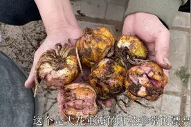 现在适合种百合，俩月就开花，懒养几乎不用管，重瓣花大美如仙视频封面