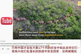 老外看云南北移大象平安回家 外国网友：这一路都要感谢中国人民视频封面