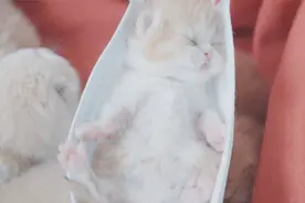 小奶猫出生第10天，享受下午的阳光浴吧~视频封面