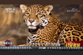 浙江：杭州疑似发现豹子，林业专家正在追踪中|今日环球视频封面