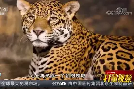 浙江：杭州疑似发现豹子，林业专家正在追踪中|今日环球视频封面
