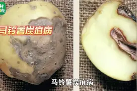 农技干货|提高警惕，马铃薯炭疽病要小心！视频封面