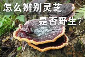 如何鉴别野生灵芝？农村小哥常年采摘野生灵芝，分享经验非常实用视频封面