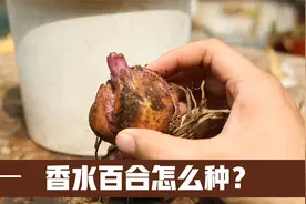 园艺师教你，新买回家的香水百合种球怎么种？新手一看就能学会视频封面