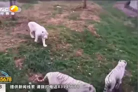 语言小天才！秦岭动物园孟加拉白虎能“听懂”陕西话|都市快报视频封面