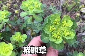 农村的猫眼草捣碎作用厉害了，看看生活中到底有啥妙用？视频封面