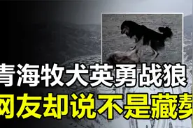 青海“藏獒”英勇守家，几下就赶走了恶狼，网友称它不是藏獒视频封面