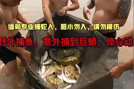 缅甸捕鱼人，捕鱼意外抓到巨蟒，惊心动魄视频封面