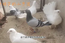 这三样东西鸽子不能多喂，鸽子一旦过量食用，会造成非常大的麻烦视频封面