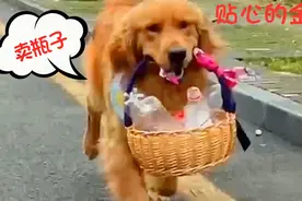 主人每天上班太辛苦，金毛主动捡瓶子卖钱，为主人准备丰盛晚餐视频封面